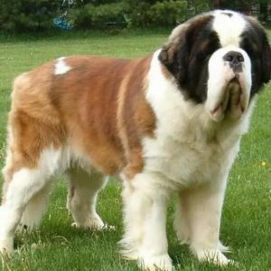 圣伯納犬