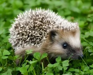 刺猬亞科