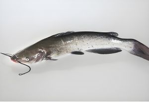 清江魚